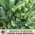 100 Spring Raab Broccoli Seeds Brassica Oleracea Rapini Genuine Fast Growing 100 Spring Raab Broccoli Seeds Brassica Oleracea Rapini Genuine Fast Growing