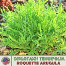 500 Roquette Arugula Seeds Host Plant For Southern Great White Butterfly Fast Growing 500 Roquette Arugula Seeds Host Plant For Southern Great White Butterfly Fast Growing