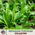 200 Culantro Seeds Mexican Coriander De Alcapate Cilantro Ancho Culantro Recao Fast Growing 200 Culantro Seeds Mexican Coriander De Alcapate Cilantro Ancho Culantro Recao Fast Growing
