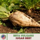 100 Sugar Beet Seeds Beta Vulgaris Open Pollinated Deer Magnet Genuine Fast Growing 100 Sugar Beet Seeds Beta Vulgaris Open Pollinated Deer Magnet Genuine Fast Growing