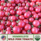10 Humboldtii Wild Pink Tomato Seeds Heirloom Non GMO Genuine Fast Growing 10 Humboldtii Wild Pink Tomato Seeds Heirloom Non GMO Genuine Fast Growing