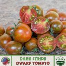 10 Organic Dark Stripe Micro Dwarf Tomato Seeds Multiflora Hybrid Genuine Fast Growing 10 Organic Dark Stripe Micro Dwarf Tomato Seeds Multiflora Hybrid Genuine Fast Growing