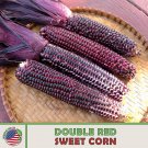 25 Double Red Sweet Corn Seeds Heirloom Organic Non GMO Genuine Fast Growing 25 Double Red Sweet Corn Seeds Heirloom Organic Non GMO Genuine Fast Growing