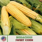 25 Bodacious Sweet Corn Seeds Hybrid Non GMO Genuine Fast Growing 25 Bodacious Sweet Corn Seeds Hybrid Non GMO Genuine Fast Growing