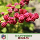 100 Strawberry Spinach Seeds Chenopodium Capitatum Non GMO Genuine Fast Growing 100 Strawberry Spinach Seeds Chenopodium Capitatum Non GMO Genuine Fast Growing