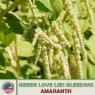 500 Green Love Lies Bleeding Amaranth Seeds Amaranthus Caudatus Genuine Fast Growing