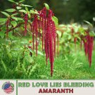 500 Red Love Lies Bleeding Amaranth Seeds Amaranthus Caudatus Edible Heirloom Fast Growing