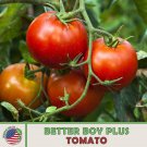 10 Better Boy Plus Tomato Seeds Hybrid Non GMO Genuine Fast Growing 10 Better Boy Plus Tomato Seeds Hybrid Non GMO Genuine Fast Growing