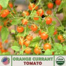10 Orange Currant Tomato Seeds Organic Open Pollinated Non GMO Genuine Fast Growing 10 Orange Currant Tomato Seeds Organic Open Pollinated Non GMO Genuine Fast Growing
