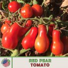 10 Red Pear Tomato Seeds Heirloom Open Pollinated Non GMO Genuine Fast Growing