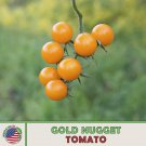10 Gold Nugget Tomato Seeds Heirloom Open Pollinated Non GMO Genuine Fast Growing