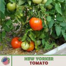 100 New Yorker Tomato Seeds Heirloom Cold Tolerant Non GMO Genuine Fast Growing 100 New Yorker Tomato Seeds Heirloom Cold Tolerant Non GMO Genuine Fast Growing