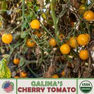 10 Galina S Cherry Tomato Seeds Organic Non GMO Genuine Fast Growing 10 Galina S Cherry Tomato Seeds Organic Non GMO Genuine Fast Growing