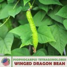 10 Winged Dragon Bean Seeds Psophocarpus Tetragonolobus Đậu Rồng Fast Growing 10 Winged Dragon Bean Seeds Psophocarpus Tetragonolobus Đậu Rồng Fast Growing