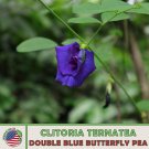 10 Double Blue Butterfly Pea Seeds Clitoria Ternatea Blue Queen Genuine Fast Growing 10 Double Blue Butterfly Pea Seeds Clitoria Ternatea Blue Queen Genuine Fast Growing