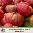 10 Brandywine Pink Tomato Seeds Heirloom Non GMO Genuine Fast Growing 10 Brandywine Pink Tomato Seeds Heirloom Non GMO Genuine Fast Growing