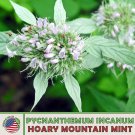 100 Hoary Mountain Mint Seeds Pycnanthemum Incanum Native Perennial Wildflower Fast Growing 100 Hoary Mountain Mint Seeds Pycnanthemum Incanum Native Perennial Wildflower Fast Growing