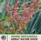 100 Great Water Dock Seeds Rumex Britannica Native Perennial Wetland Shrub Fast Growing 100 Great Water Dock Seeds Rumex Britannica Native Perennial Wetland Shrub Fast Growing