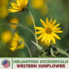 50 Western Sunflower Seeds Helianthus Occidentalis No Leaf Native Perennial Fast Growing 50 Western Sunflower Seeds Helianthus Occidentalis No Leaf Native Perennial Fast Growing