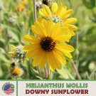 100 Downy Sunflower Seeds Helianthus Mollis Ashy Sunflower Native Perennial Fast Growing 100 Downy Sunflower Seeds Helianthus Mollis Ashy Sunflower Native Perennial Fast Growing