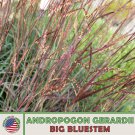 200 Big Bluestem Seeds Andropogon Gerardii Beardgrass Native Prairie Grass Fast Growing 200 Big Bluestem Seeds Andropogon Gerardii Beardgrass Native Prairie Grass Fast Growing
