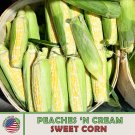 25 Peaches & Cream Sweet Corn Seeds Hybrid Non GMO Genuine Fast Growing 25 Peaches & Cream Sweet Corn Seeds Hybrid Non GMO Genuine Fast Growing