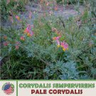 100 Pale Corydalis Seeds Corydalis Sempervirens Rock Harlequin Native Flower Fast Growing