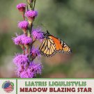 100 Meadow Blazing Star Seeds Liatris Ligulistylis Monarch Butterfly Attractor Fast Growing 100 Meadow Blazing Star Seeds Liatris Ligulistylis Monarch Butterfly Attractor Fast Growing