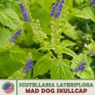 100 Mad Dog Skullcap Seeds Scutellaria Laterif Native Wildflower Medicinal Fast Growing 100 Mad Dog Skullcap Seeds Scutellaria Laterif Native Wildflower Medicinal Fast Growing