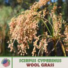 1600 Wool Grass Seeds Scirpus Cyperinus Native Wetland Sedge Bird Attractor Fast Growing 1600 Wool Grass Seeds Scirpus Cyperinus Native Wetland Sedge Bird Attractor Fast Growing