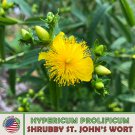 300 Shrubby St John S Wort Seeds Native Wildflower Bee & Butterfly Attractor Fast Growing 300 Shrubby St John S Wort Seeds Native Wildflower Bee & Butterfly Attractor Fast Growing