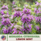 1000 Lemon Mint Seeds Monarda Citriodora Lemon Bee Balm Pollinator Attractor Fast Growing 1000 Lemon Mint Seeds Monarda Citriodora Lemon Bee Balm Pollinator Attractor Fast Growing