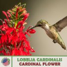 1400 Cardinal Flower Seeds Lobelia Cardinalis Hummingbird Attractor Fast Growing 1400 Cardinal Flower Seeds Lobelia Cardinalis Hummingbird Attractor Fast Growing