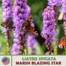 150 Marsh Blazing Star Seeds Liatris Spicata Native Bee & Butterfly Attractor Fast Growing 150 Marsh Blazing Star Seeds Liatris Spicata Native Bee & Butterfly Attractor Fast Growing
