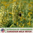 250 Canadian Milk Vetch Astragalus Canadensis Native Bee & Butterfly Attractor Fast Growing 250 Canadian Milk Vetch Astragalus Canadensis Native Bee & Butterfly Attractor Fast Growing