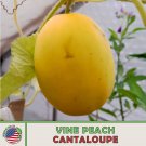 10 Vine Peach Mango Melon Cantaloupe Seeds Heirloom Non GMO Genuine Fast Growing 10 Vine Peach Mango Melon Cantaloupe Seeds Heirloom Non GMO Genuine Fast Growing