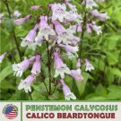 200 Calico Beardtongue Seeds Penstemon Grandiflorus Bird & Butterfly Attractor Fast Growing 200 Calico Beardtongue Seeds Penstemon Grandiflorus Bird & Butterfly Attractor Fast Growing