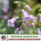 100 Large Flowered Beardtongue Seeds Native Flower Bird & Butterfly Attractor Fast Growing 100 Large Flowered Beardtongue Seeds Native Flower Bird & Butterfly Attractor Fast Growing