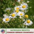 1000 Common German Chamomile Seeds Matricaria Recutita Herbal Tea Fast Growing 1000 Common German Chamomile Seeds Matricaria Recutita Herbal Tea Fast Growing