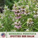 200 Spotted Bee Balm Seeds Herbal Medicinal Pollinator Attractor Genuine Fast Growing 200 Spotted Bee Balm Seeds Herbal Medicinal Pollinator Attractor Genuine Fast Growing