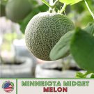 25 Minnesota Midget Cantaloupe Seeds Heirloom Non GMO Genuine Fast Growing 25 Minnesota Midget Cantaloupe Seeds Heirloom Non GMO Genuine Fast Growing