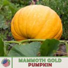 10 Mammoth Gold Pumpkin Seeds Heirloom Non GMO Genuine Fast Growing
