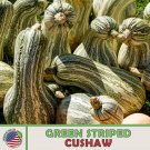 10 Green Striped Cushaw Pumpkin Squash Seeds Heirloom Non GMO Genuine Fast Growing 10 Green Striped Cushaw Pumpkin Squash Seeds Heirloom Non GMO Genuine Fast Growing