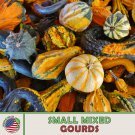 20 Small Mixed Gourd Seeds Heirloom Non GMO Genuine Fast Growing 20 Small Mixed Gourd Seeds Heirloom Non GMO Genuine Fast Growing