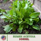 500 Sorrel Seeds Rumex Acetosa Spinach Dock Culinary Non GMO Genuine Fast Growing