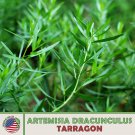 Tarragon Seeds Artemisia Dracunculus Culinary Medicinal Non GMO Genuine Fast Growing Tarragon Seeds Artemisia Dracunculus Culinary Medicinal Non GMO Genuine Fast Growing