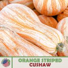 10 Orange Striped Cushaw Pumpkin Squash Seeds Heirloom Non GMO Genuine Fast Growing 10 Orange Striped Cushaw Pumpkin Squash Seeds Heirloom Non GMO Genuine Fast Growing