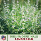 500 Lemon Balm Seeds Melissa Officinalis Tea Medicinal Non GMO Genuine Fast Growing 500 Lemon Balm Seeds Melissa Officinalis Tea Medicinal Non GMO Genuine Fast Growing