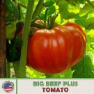 10 Big Beef Plus Tomato Seeds Hybrid Non GMO Genuine Fast Growing