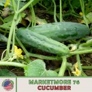 100 Marketmore 76 Cucumber Seeds Open Pollinated Genuine Fast Growing 100 Marketmore 76 Cucumber Seeds Open Pollinated Genuine Fast Growing
